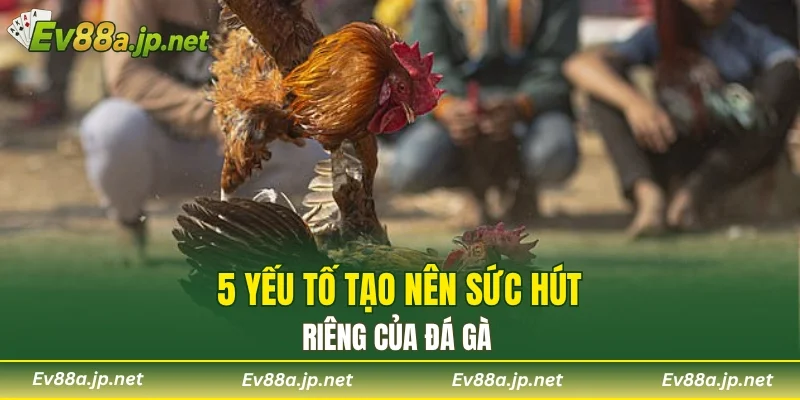 5 yếu tố tạo nên sức hút riêng của đá gà 