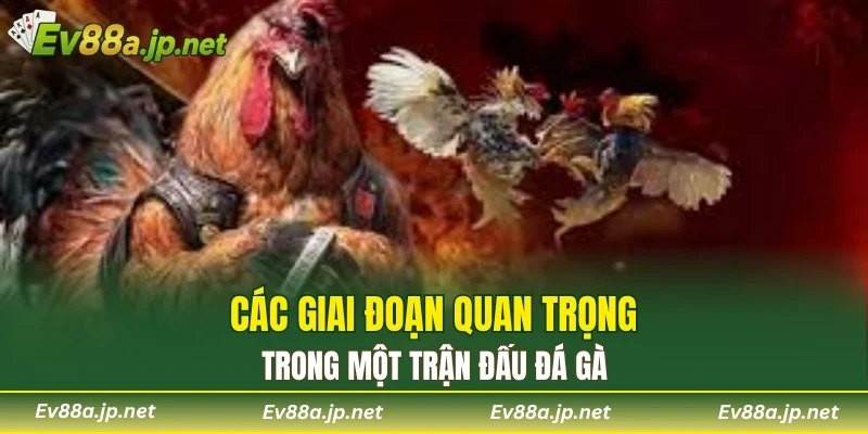 Các giai đoạn quan trọng trong một trận đấu đá gà