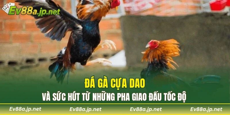 Đá gà cựa dao và sức hút từ những pha giao đấu tốc độ