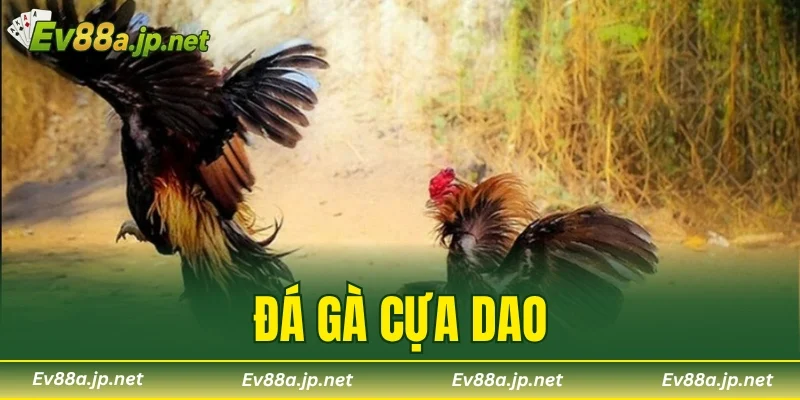 Đá Gà Cựa Dao