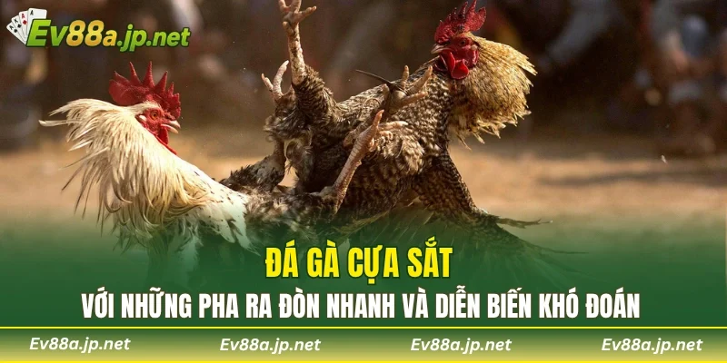 Đá gà cựa sắt với những pha ra đòn nhanh và diễn biến khó đoán