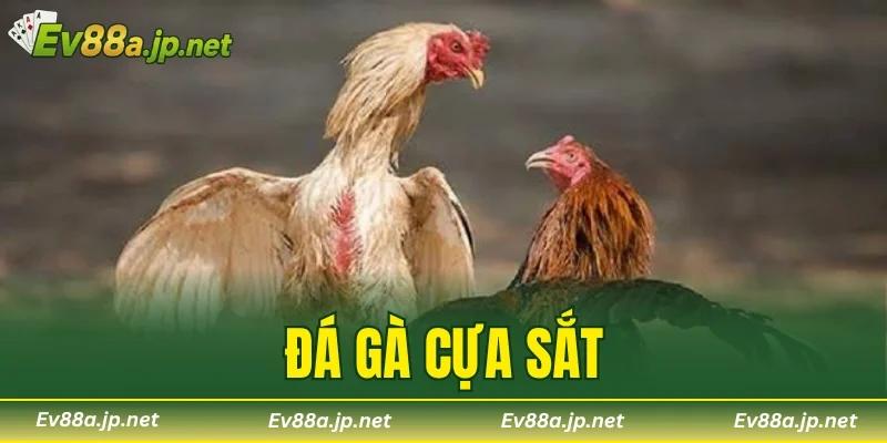 Đá Gà Cựa Sắt