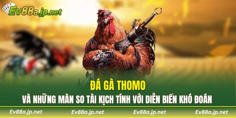 Đá gà thomo và những màn so tài kịch tính với diễn biến khó đoán