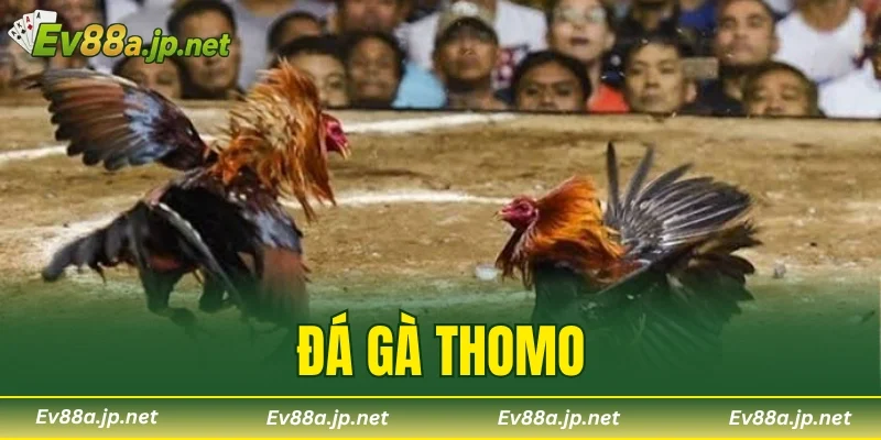 Đá Gà Thomo