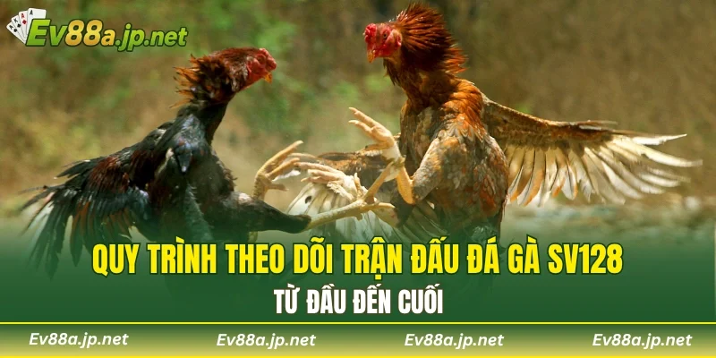 Quy trình theo dõi trận đấu đá gà SV128 từ đầu đến cuối