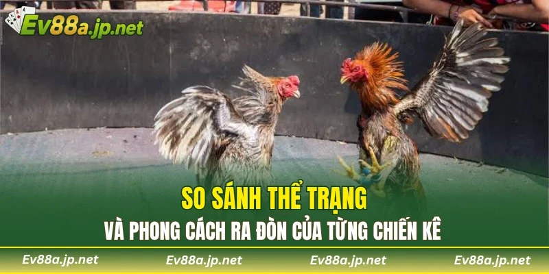 So sánh thể trạng và phong cách ra đòn của từng chiến kê